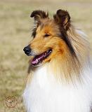 Collie Rough AF036D-046